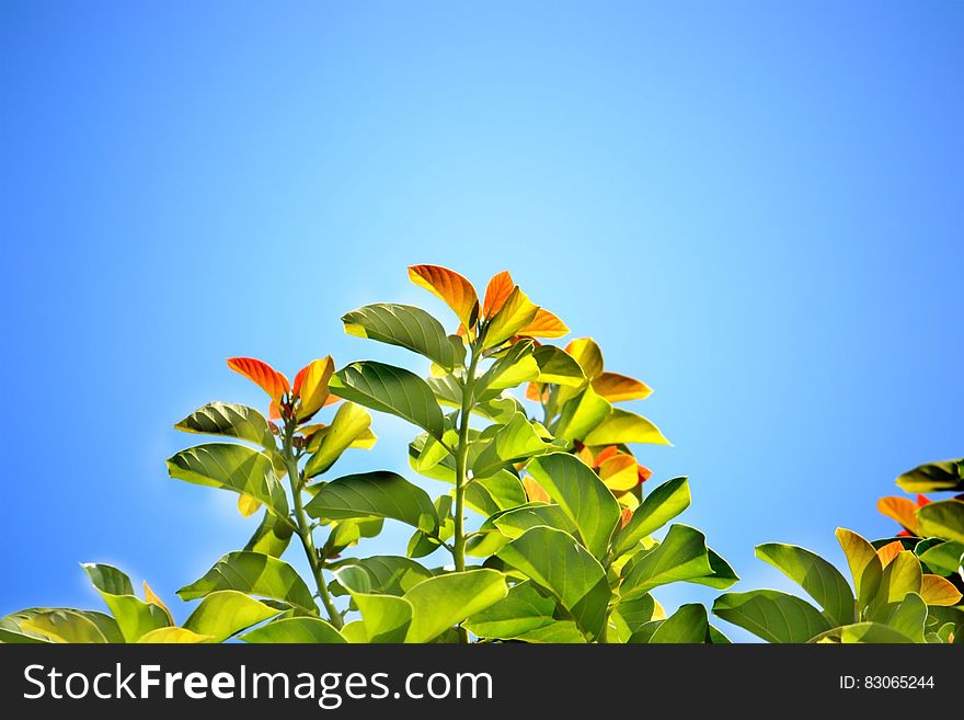 Green Leafed Plant During Daytime