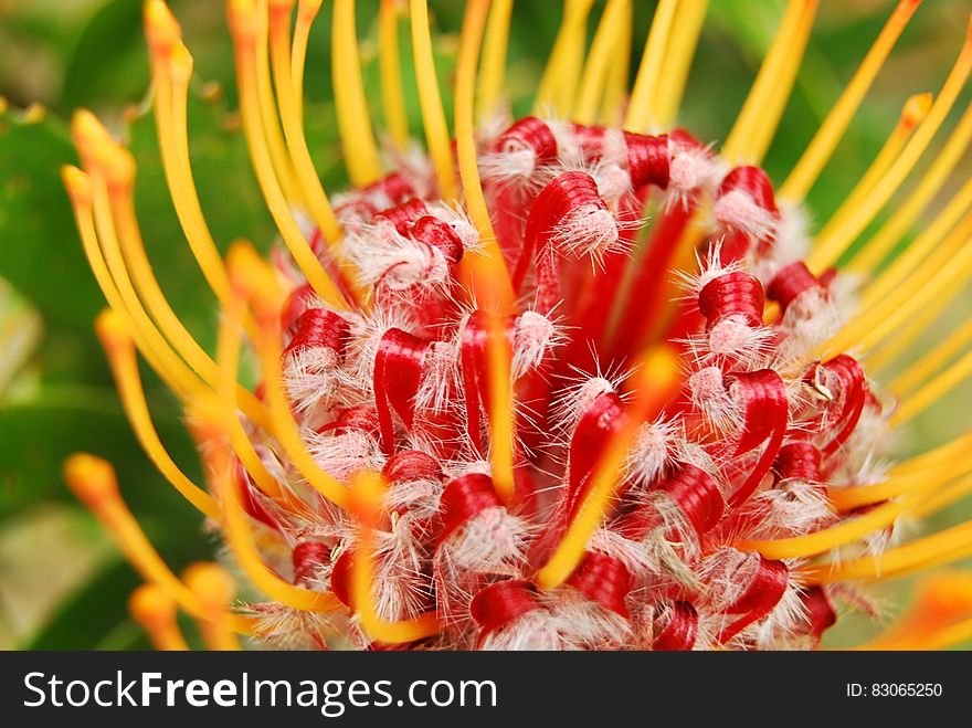 Yellow Red Petaled Flower