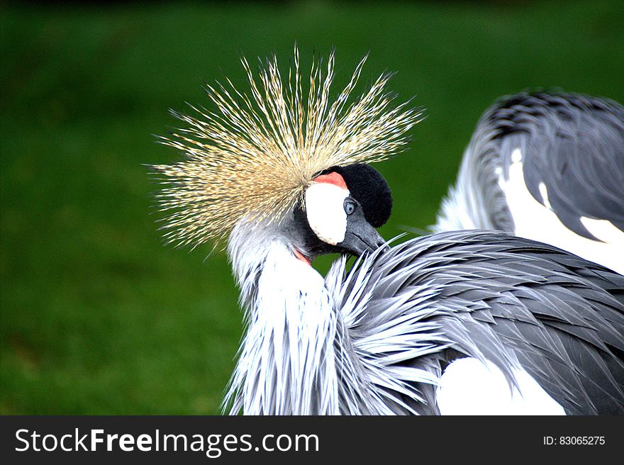 Grey White And Black Bird