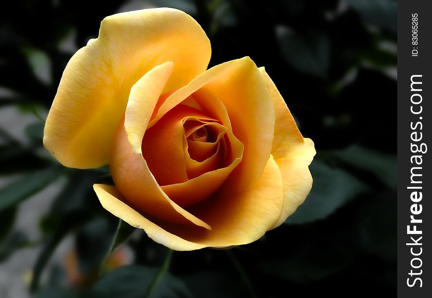 Yellow Rose Close Up Photography