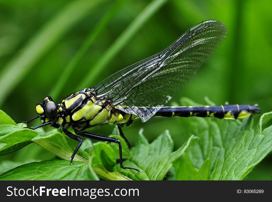 Black and Yellow Dragonfly on Green Leaf Plant