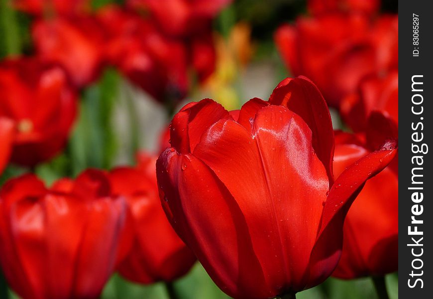 Red Petaled Flower