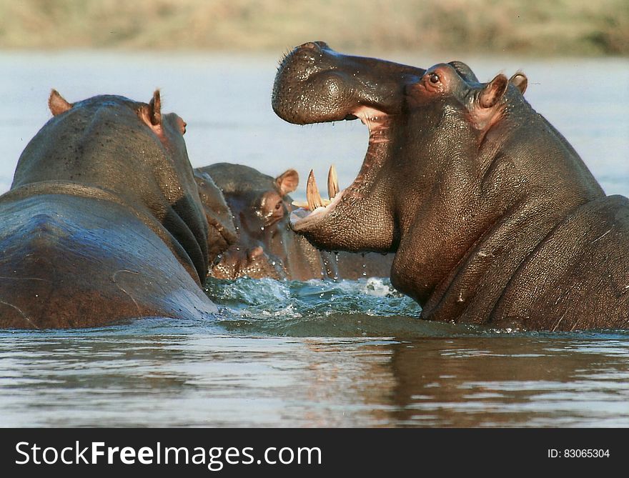 Black Hipopotamus