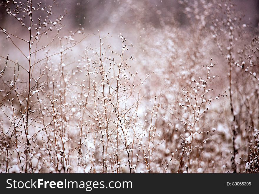 Scenic view of snow covered bush in winter.