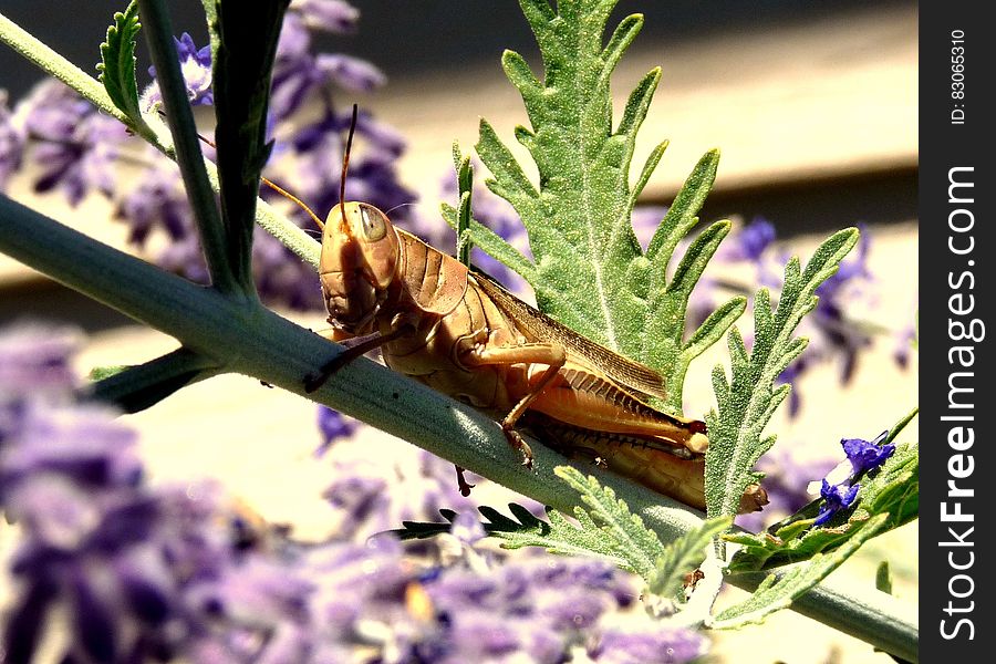 Brown Locust on Green Plant Stem during Daytime