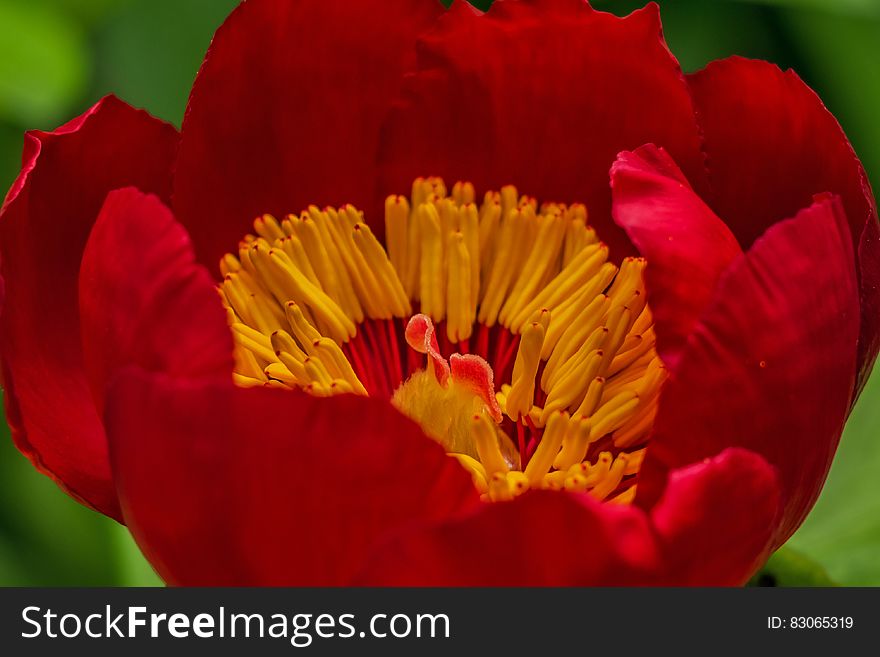 Red flower in bloom with yellow stamen.
