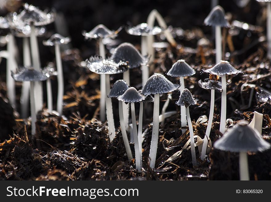 Grey Small Mushroom on Brown Soil