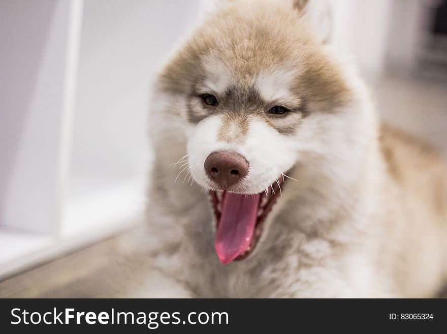 White Brown Husky Dog Sticking Its Tongue