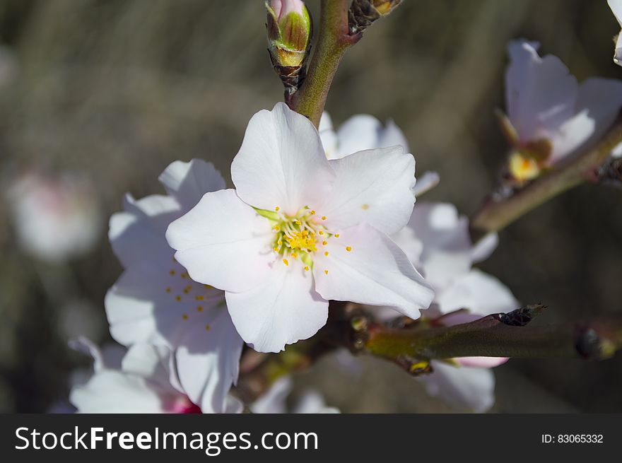 White 5 Petaled Flower During Daytime