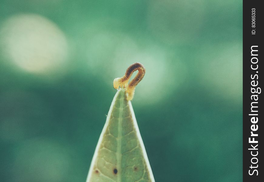 A close up of a maggot on a green leaf. A close up of a maggot on a green leaf.