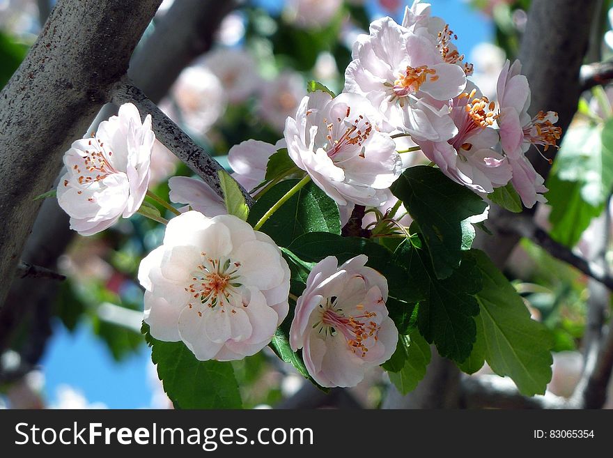 Grey Tree Branch With Green Leaves And White Flowers Blooming During Daytime