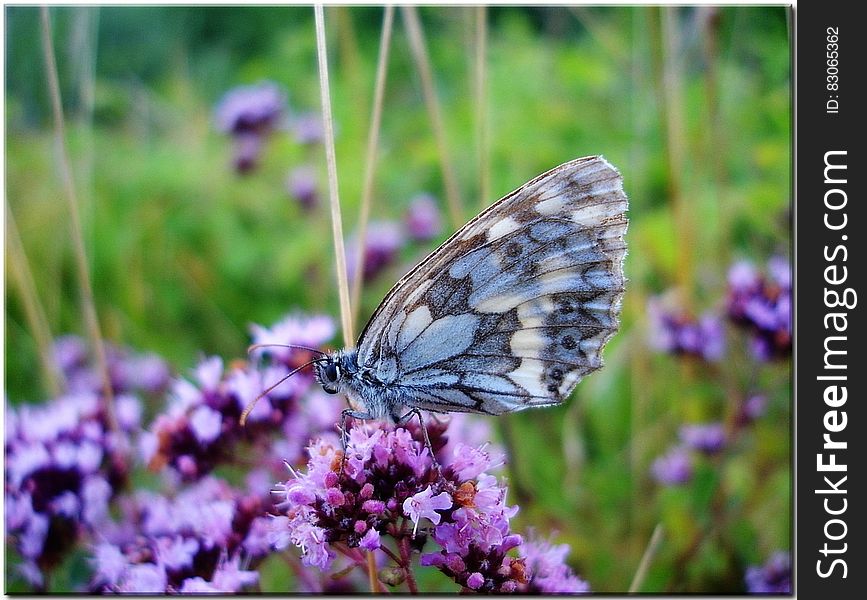 Grey and Blue Butterfly on Purple Flower during Daytime