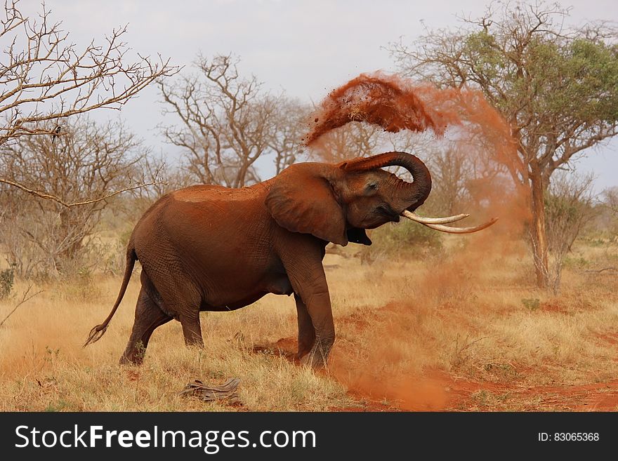 An African elephant throwing dirt over itself. An African elephant throwing dirt over itself.