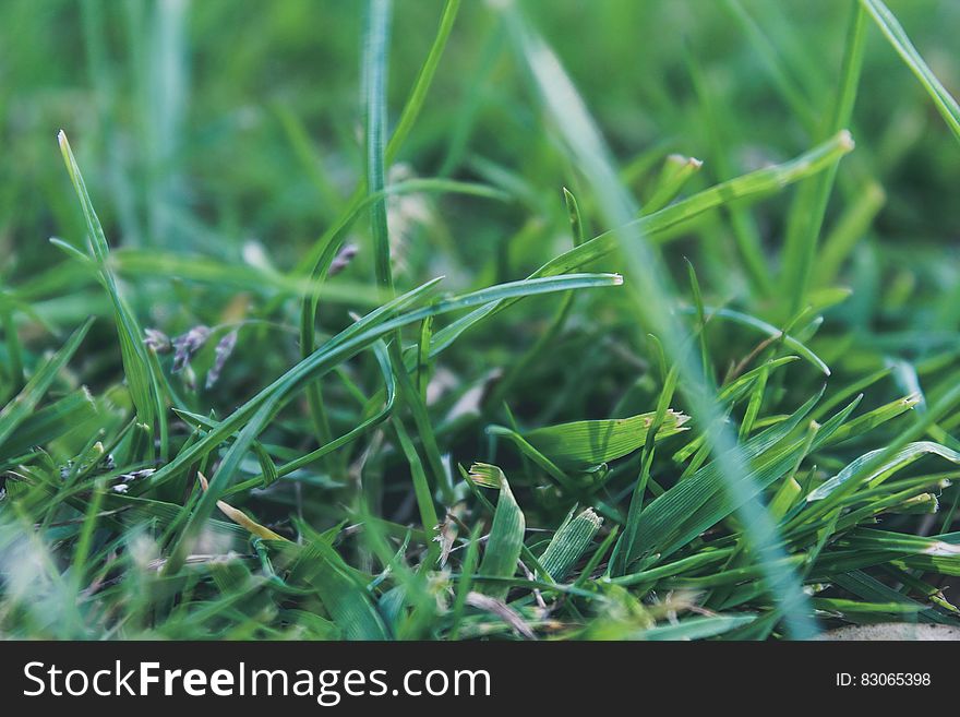 Fresh green grass close up.