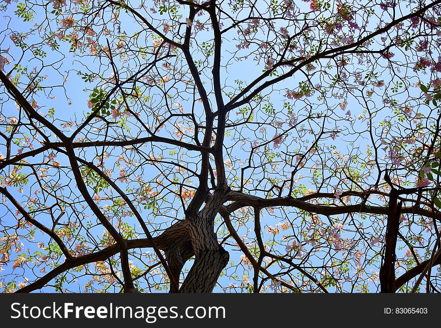 Brown Dress With Brown And Green Leaf Tree