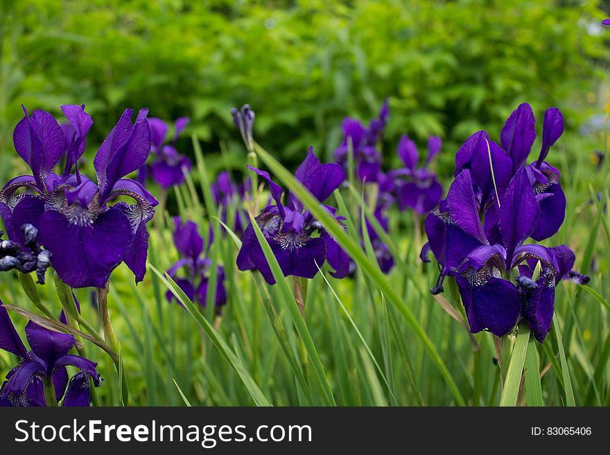 A flower bed with violet iris flowers.
