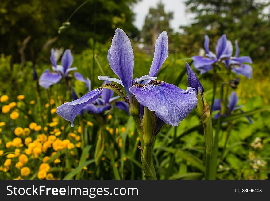 A bunch of blue iris flowers in a garden.