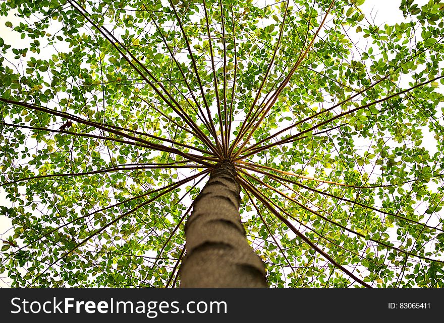 Bottom View of Green Leaved Tree during Daytime