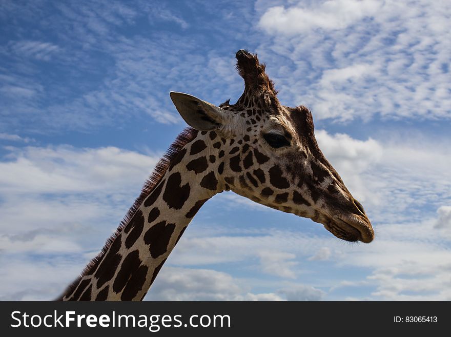 A giraffe standing under blue skies with clouds. A giraffe standing under blue skies with clouds.