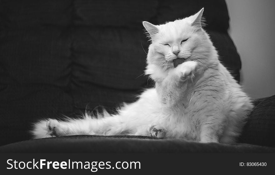 A white cat washing itself on a sofa.