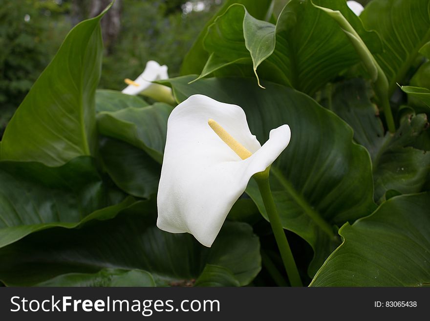 White calla flowers with green leaves.