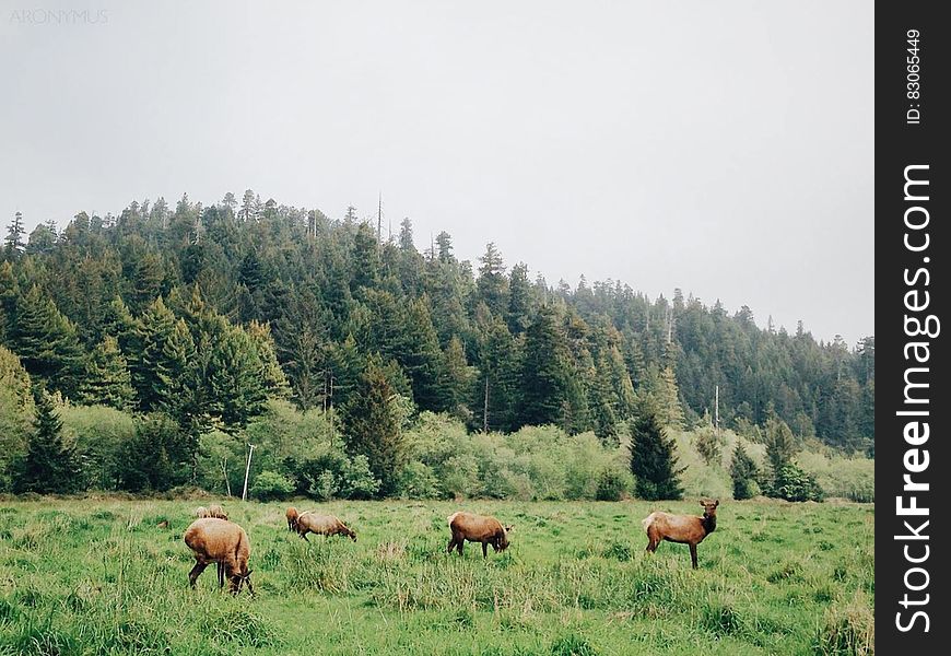 Pack of Deer Eating on Plane Grass Field during Daytime