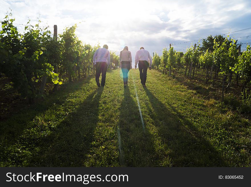 3 Person Walking On Green Grass Between Green Plants At Sunrise