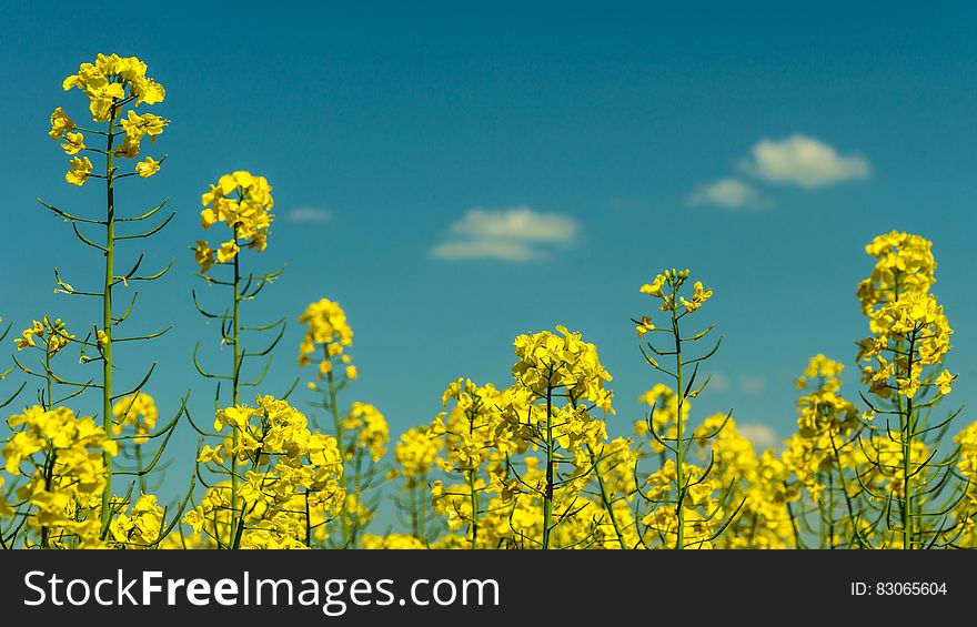 Yellow Flowers Under Partly Cloudy Skies during Daytime