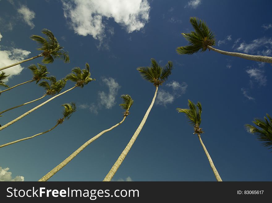 Coconut Trees Under Gray And Blue Cloudy Sky During Daytime