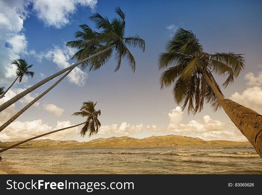 Coconut Trees in Sea Shore during Daytime