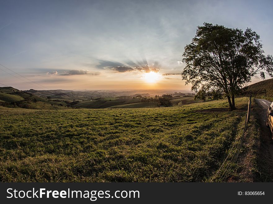 Green Grass and Tree during Sunrise