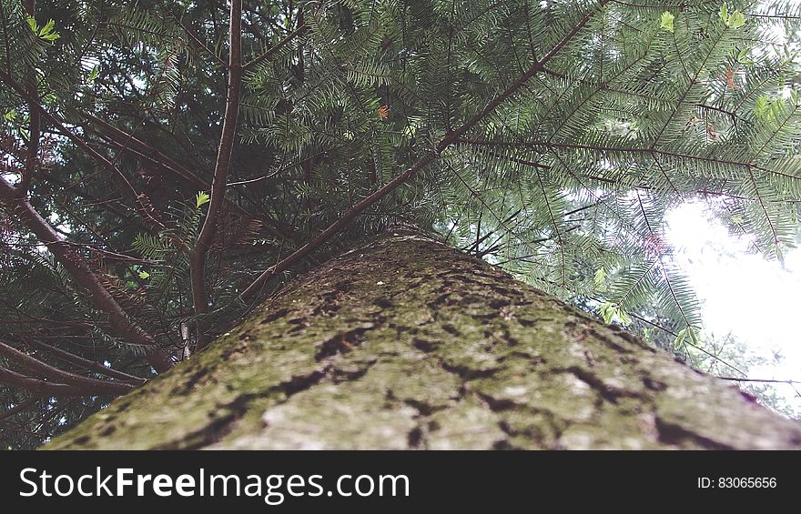 Green And Brown Tree Under White Sky During Daytime