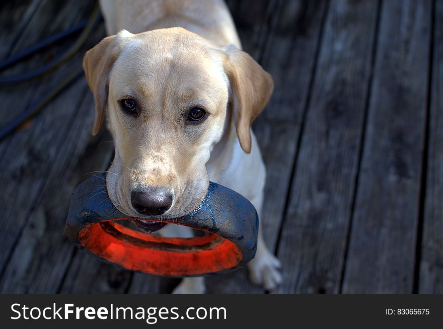 Fawn Labrador Retriever With Black Ring in Mouth