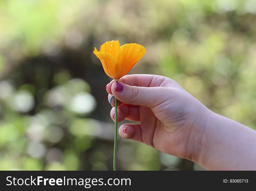 Right Human Hand Holding A Yellow Petaled Flower