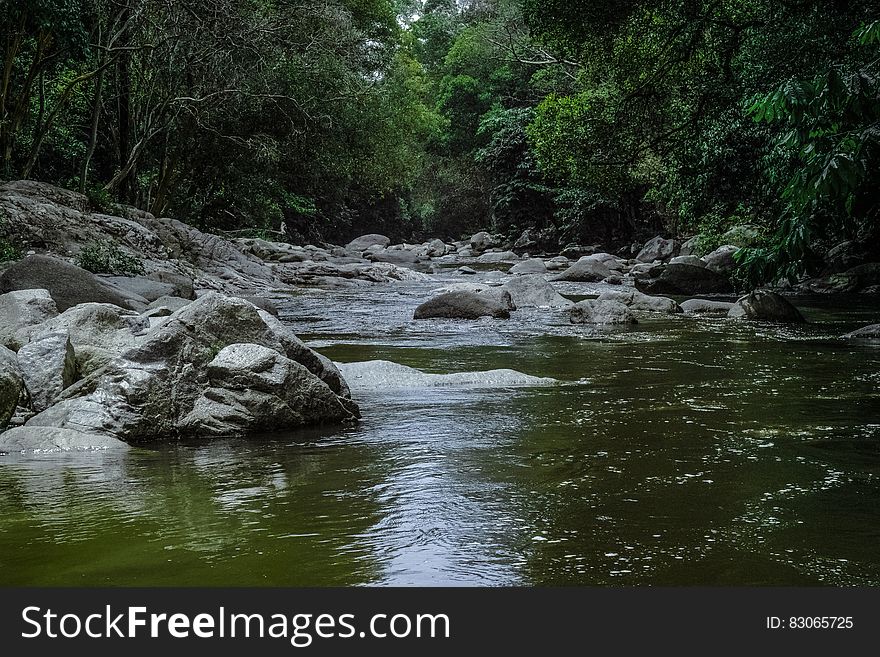 Running Stream Surrounded With Green Trees