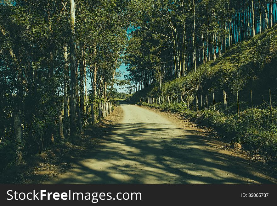 Gray Road In The Middle Of The Forest During Day Time