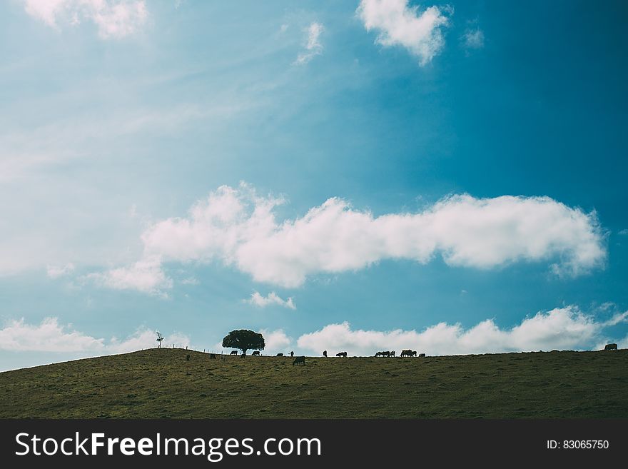 Silhouette of animals grazing on green hillside with tree against blue skies on sunny day. Silhouette of animals grazing on green hillside with tree against blue skies on sunny day.