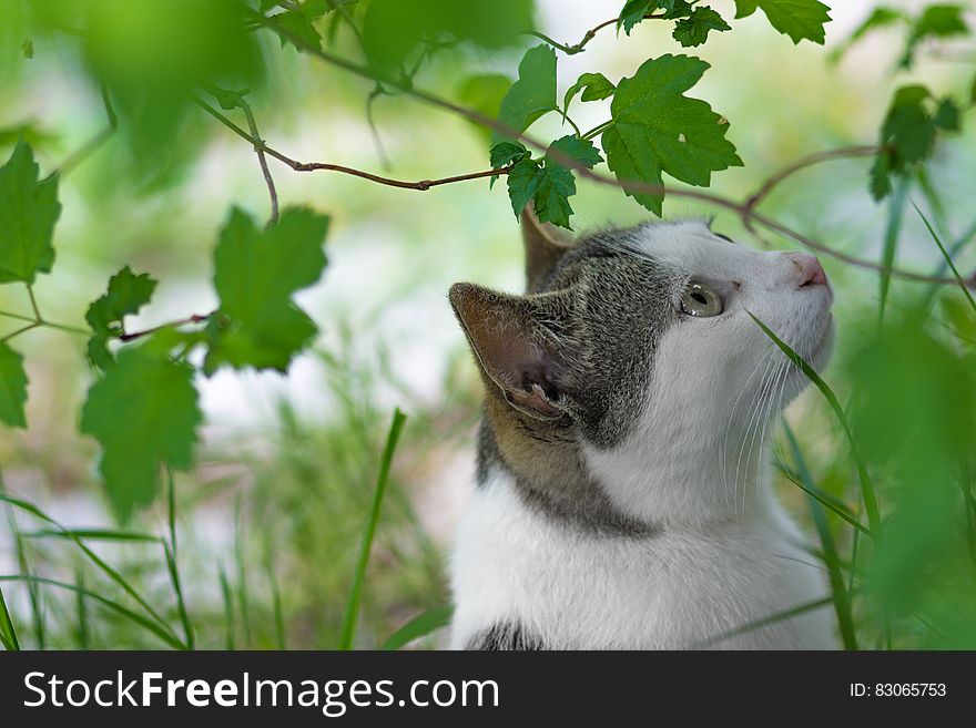 Portrait of grey and white domestic short haired can in green sunny garden. Portrait of grey and white domestic short haired can in green sunny garden.