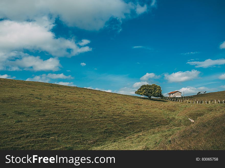 Landscape Photo of 1 Tree and House