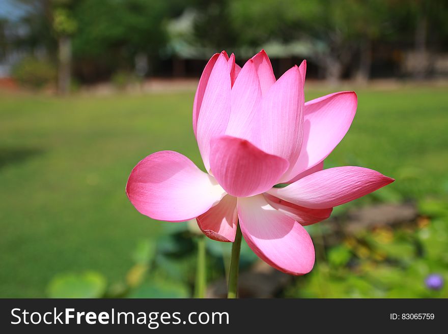 Pink Petaled Flower in Hd Photo