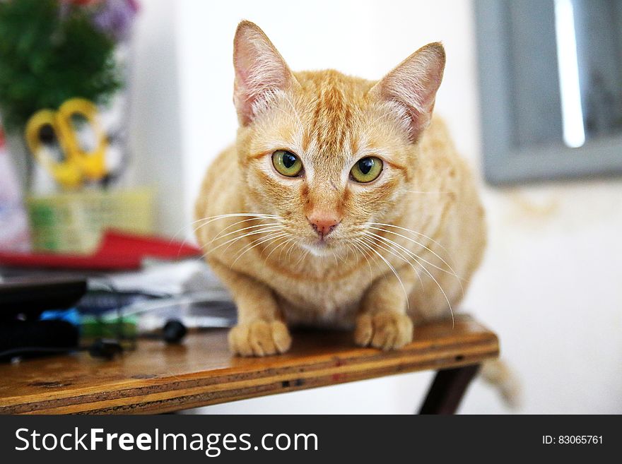 Yellow Cat On Table