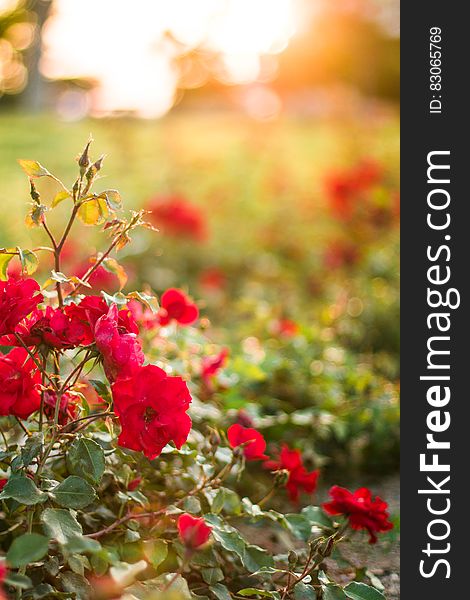 Red Petaled Flower During Daytime