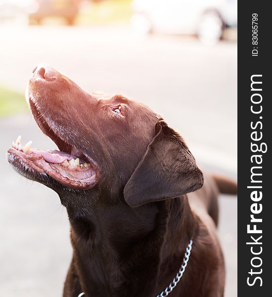 Chocolate Labrador Retriever With Stainless Steel Chain Collar