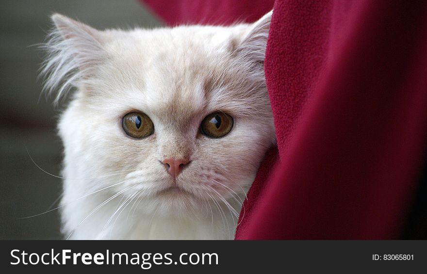 White Fur Cat Near Red Textile