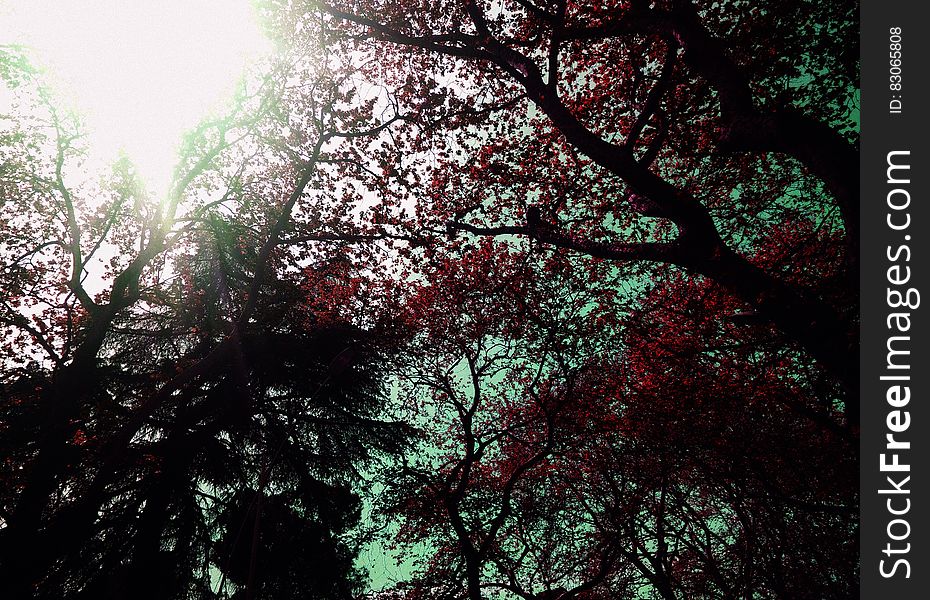 Low Angle Of Red Leaf Trees During Daytime