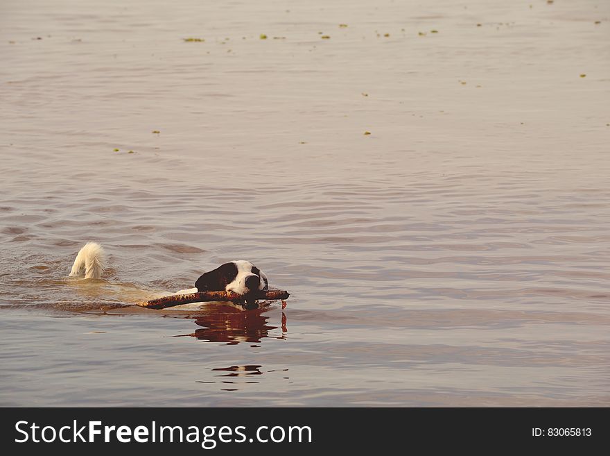 Black And White Short Coated Dog With Twig In It&x27;s Mouth Floating On Water