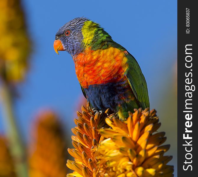 Blue Orange and Green Bird on Yellow Flower