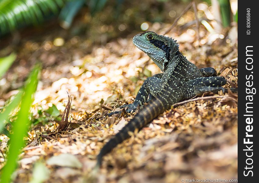 Black and Green Lizard during Daytime