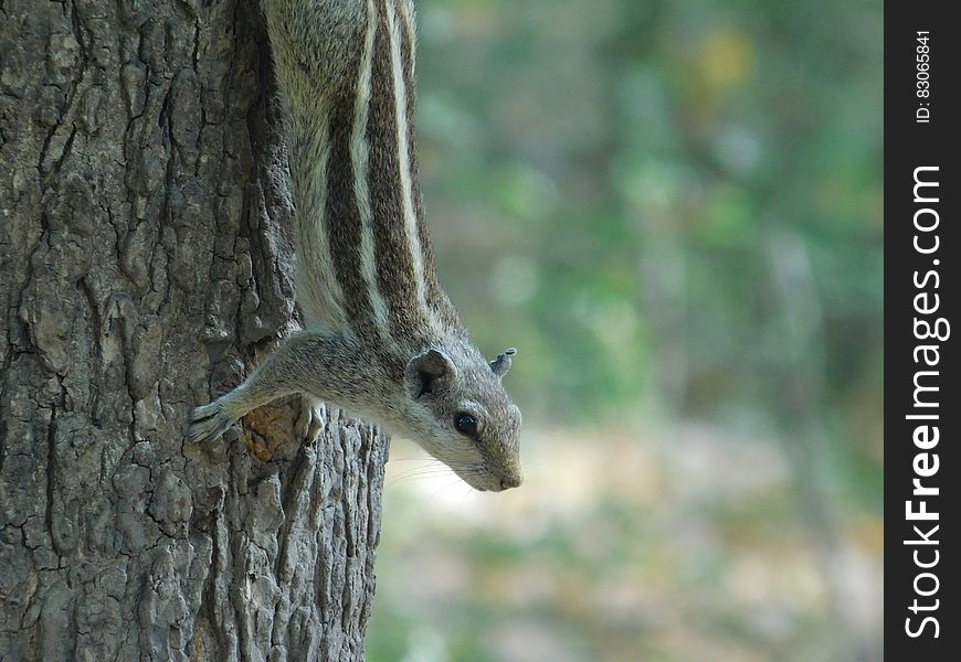 Brown And Gray Squirrel On Brown Tree Trunk