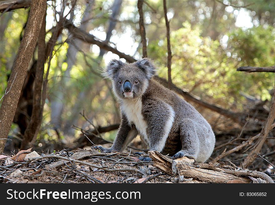 Gray and White Koala Bear Near Trees